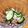 くじら2号's cooksnap of when they made ＊簡単＊シーチキンと胡瓜の酢の物＊.
