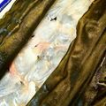 laruru's cooksnap of when they made 簡単#白身魚の昆布じめ.
