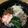 たいこば's cooksnap of when they made ビビンバ.