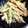 rin0418r24's cooksnap of when they made ごぼうといんげんのツナマヨあえ♪.