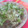 七色ワクチン's cooksnap of when they made アジとみょうがのさっぱり和え物.