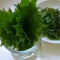 taako1552's cooksnap of when they made 青じその保存.