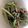 クック3WI5PE☆'s cooksnap of when they made ＊ヒジキ煮と水菜のサラダ＊.