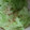 ma___111's cooksnap of when they made レタスとかつおぶしだけ.