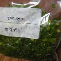 ayuぱんDX's cooksnap of when they made 小ネギの保存.