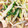 nochico777's cooksnap of when they made 簡単！もやしの中華風サラダ♪.