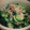 shokonta's cooksnap of when they made ワカメと胡瓜の酢の物(洋風仕立て).