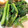 ぺっぺぺ72's cooksnap of when they made ほうれん草胡麻和え.