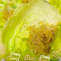 ちまてぃ〜's cooksnap of when they made ガーリックしらす　瓶に保存しておいて♫.