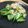 ｍａｈａｎａ's cooksnap of when they made 簡単！オクラとツナのポン酢和え.
