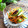 薄荷パン's cooksnap of when they made きゅうりのナムル風.