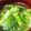 記念樹's cooksnap of when they made 生青のりのお味噌汁.