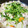 もりちゃんズ's cooksnap of when they made ☆豚肉と豆苗のオイマヨ炒め☆.