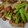 ギバ肉's cooksnap of when they made 簡単 副菜！ アスパラの バター醤油炒め.