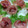 パル♡'s cooksnap of when they made スモークサーモンと生ハムの薔薇仕立て.