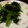 サトモユリア's cooksnap of when they made ほうれん草のごま和え☆.