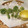 おたんじょうびけーき's cooksnap of when they made 今が旬♪ｺｺﾞﾐの天ぷら(っ´ω`c).
