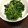 サトモユリア's cooksnap of when they made 簡単☆ほうれん草の胡麻和え.