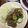 ジャバウォック's cooksnap of when they made 豚とズッキーニの生姜焼き.