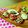 komutatata's cooksnap of when they made トマトとしそのドレシング.