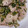 ＊s＊a＊'s cooksnap of when they made 簡単で美味しいネギ塩豚.