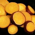 メイプル⌘'s cooksnap of when they made ほったらかしで簡単！さつま芋レモン煮.