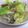 みかまさりんれい's cooksnap of when they made あさりとキャベツのあっさり蒸し.