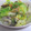 みかまさりんれい's cooksnap of when they made あさりとキャベツのあっさり蒸し.