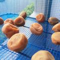 いおなのママ's cooksnap of when they made 紀州南高梅干し.