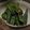 チロルっち's cooksnap of when they made おくらのごまごま和え.