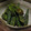 チロルっち's cooksnap of when they made おくらのごまごま和え.