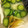 クマたぬき's cooksnap of when they made きゅうりとミョウガの浅漬け.