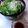 りあぶ's cooksnap of when they made 梅ドレ☆水菜と大根のサラダ.