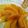 はわいあんトマト's cooksnap of when they made ★ほろ苦キャラメルりんご★.