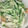 ナマケモノ7's cooksnap of when they made きゅうりとちくわの胡麻マヨ和え.