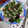 ♡♡meg♡♡'s cooksnap of when they made 茗荷と冷しゃぶの生春巻き.
