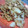 あき★チロルチョコ's cooksnap of when they made ツナとキャベ玉のオイマヨソース焼きそば.