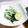 ＴＯＭＯＷＡＴ's cooksnap of when they made 水菜とちりめんと大根の和え物.