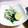 ＴＯＭＯＷＡＴ's cooksnap of when they made 水菜とちりめんと大根の和え物.