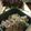 didiko's cooksnap of when they made キヌア入り濃厚チーズ風味のマカロニサラダ.