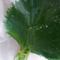 クックRYTDC4☆'s cooksnap of when they made 超簡単に長持ちする保存法◆大葉.