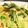 クックMA37UT☆'s cooksnap of when they made 小松菜のペペロンチーノ.