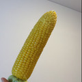 かせぃじん's cooksnap of when they made 熱いから☆皮を持って食べるトウモロコシ.