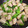 ハルナオママ's cooksnap of when they made ししとうと蒟蒻の中華炒め.