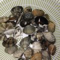 パフケーキ's cooksnap of when they made 【覚書】あさりの砂ぬき.