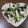 まさたかまま's cooksnap of when they made ササミとカイワレの和えもの.