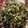 クック7NKPBD☆'s cooksnap of when they made 誰でも簡単に出来ちゃう　山形のだし.