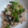 ますみさんち。's cooksnap of when they made きのこの明太子白和え.