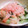 @ちんまりさん's cooksnap of when they made おつまみ☆キュウリと玉葱と梅干の和え物☆.
