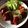 ゆう６６'s cooksnap of when they made ふわふわピーマンの肉詰め.